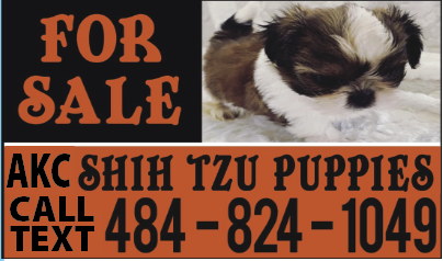 Past ad for AKC Shih Tzu Puppies