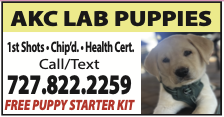 America's Favorite Coupon Book ad for AKC Lab Puppies